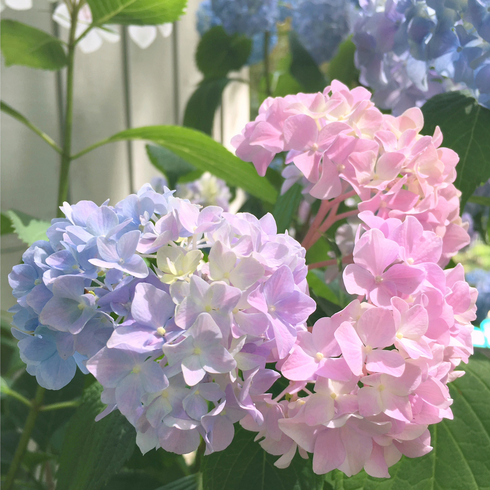 JS Weddings and Events, Grand Rapids Wedding Planner and Floral Designer - My Cutting Garden, My Flower Garden